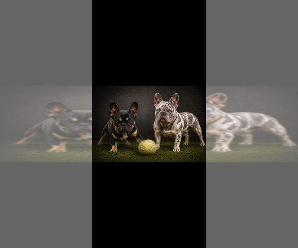 Medium Photo #1  Breeder Profile in SUNNYSIDE, WA, USA