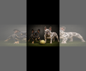 French Bulldog Dog Breeder near SUNNYSIDE, WA, USA