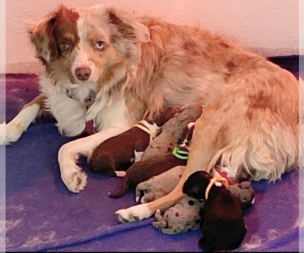 Medium Photo #1  Breeder Profile in LAYTON, UT, USA