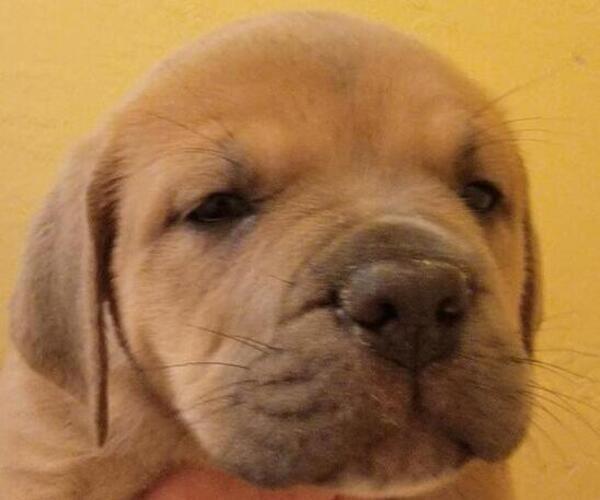 Medium Photo #1  Breeder Profile in STOCKTON, CA, USA