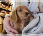 Small breeder photo