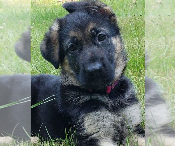 Medium Photo #1  Breeder Profile in SNOHOMISH, WA, USA