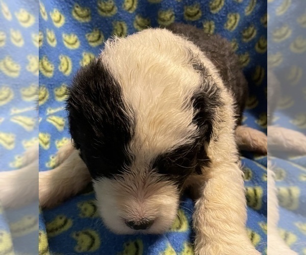 Medium Photo #12  Breeder Profile in WAKE FOREST, NC, USA