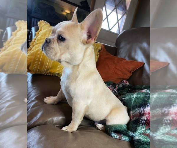 Medium Photo #12  Breeder Profile in GREENVILLE, TX, USA