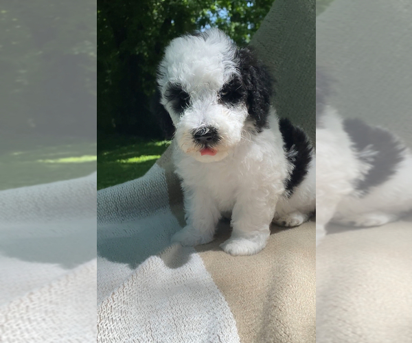 Medium Photo #6  Breeder Profile in COLUMBIA, TN, USA