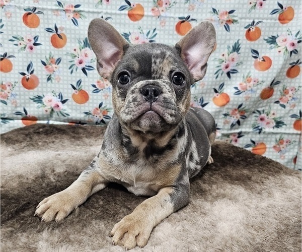 Medium Photo #8  Breeder Profile in BLAKESBURG, IA, USA