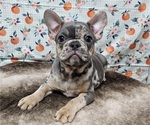 Small #7 Breeder Profile image