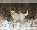 Small breeder photo