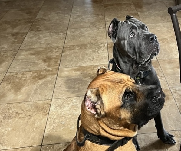 Medium Photo #1  Breeder Profile in CAPE CORAL, FL, USA