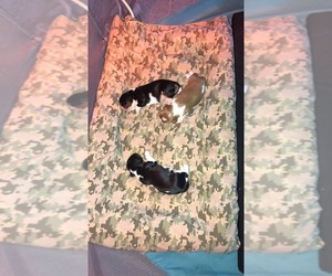 Cavalier King Charles Spaniel Dog Breeder near FAIR GROVE, MO, USA