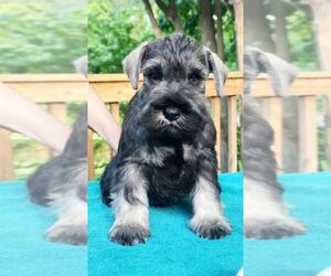 Schnauzer (Miniature) Dog Breeder near MOUNT AIRY, MD, USA