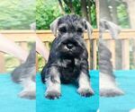 Small breeder photo