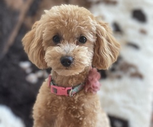 Poodle (Toy) Dog Breeder in PINEVILLE,  USA