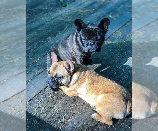 Medium Photo #1  Breeder Profile in LAWRENCEVILLE, GA, USA