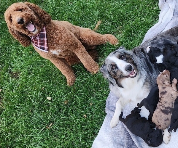 Medium Photo #5  Breeder Profile in COLUMBIA, TN, USA