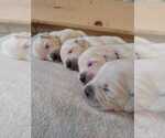 Small #3 Breeder Profile image