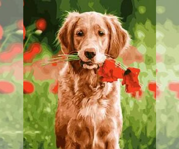 Medium Photo #1  Breeder Profile in SPRING GROVE, PA, USA