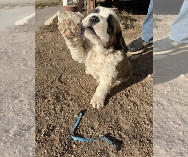 Medium Photo #8  Breeder Profile in OTIS, CO, USA