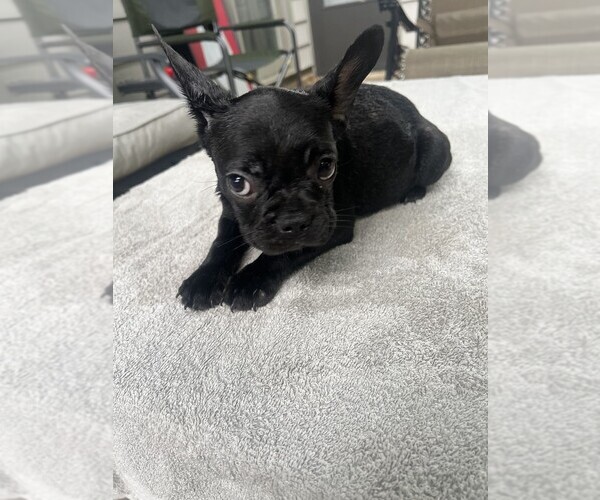 Medium Photo #1  Breeder Profile in FORT WAYNE, IN, USA