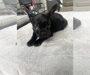 French Bulldog Dog Breeder near FORT WAYNE, IN, USA