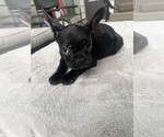Small breeder photo
