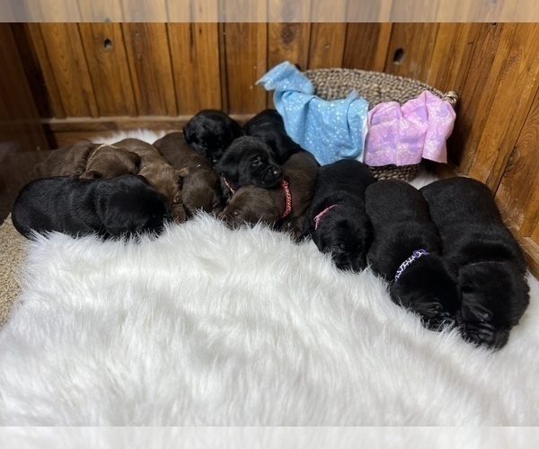 Medium Photo #64  Breeder Profile in NEOLA, WV, USA