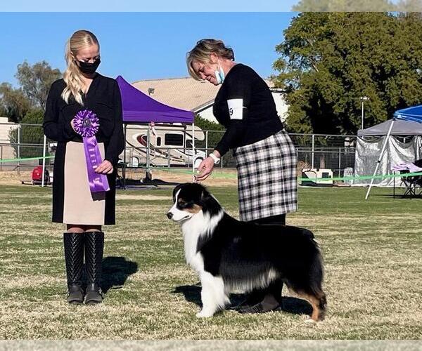 Medium Photo #7  Breeder Profile in FLORESVILLE, TX, USA