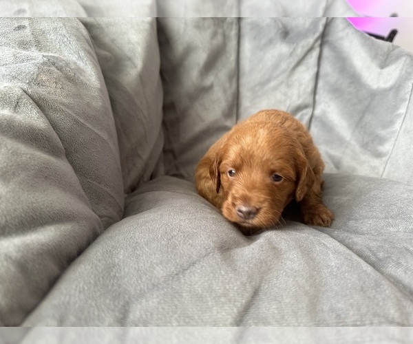Medium Photo #1  Breeder Profile in PLAINFIELD, IL, USA