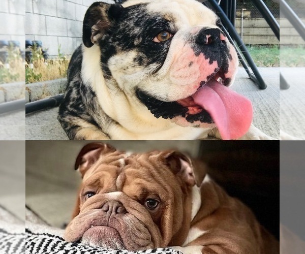 Medium Photo #10  Breeder Profile in MONTCLAIR, CA, USA