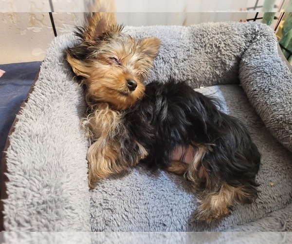 Medium Photo #155  Breeder Profile in AKRON, OH, USA