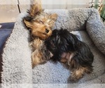 Small #154 Breeder Profile image