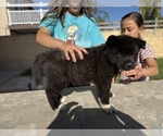 Small #2 Breeder Profile image