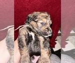Small #1 Breeder Profile image