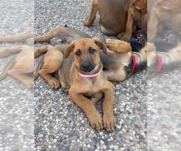 Medium Photo #6  Breeder Profile in SAN ANTONIO, TX, USA