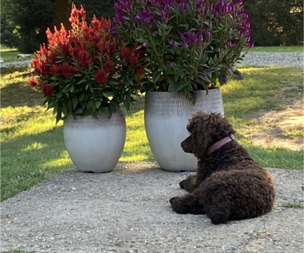 Medium Photo #17  Breeder Profile in DEXTER, MO, USA