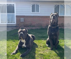 Cane Corso Dog Breeder in DENVER,  USA