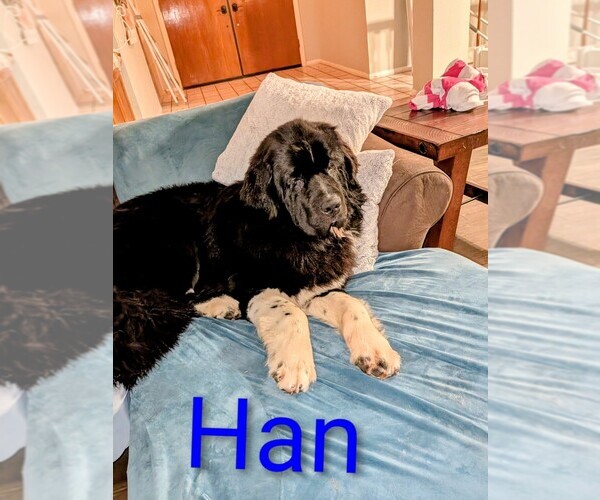 Medium Photo #29  Breeder Profile in LAS VEGAS, NV, USA