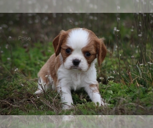 Medium Photo #1  Breeder Profile in BLUFORD, IL, USA