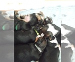 Small #30 Breeder Profile image