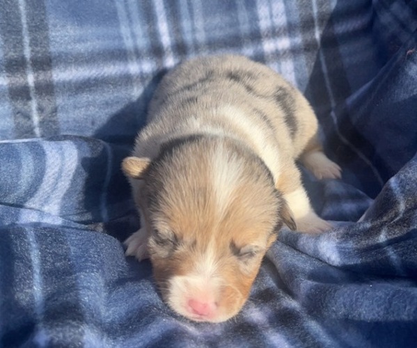 Medium Photo #1  Breeder Profile in PARSONS, KS, USA