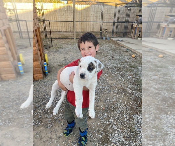 Medium Photo #4  Breeder Profile in GALLUP, NM, USA