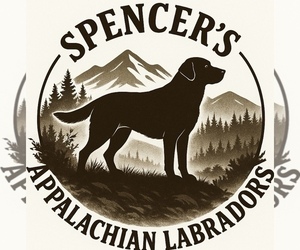 Labrador Retriever Dog Breeder near ELIZABETH, WV, USA