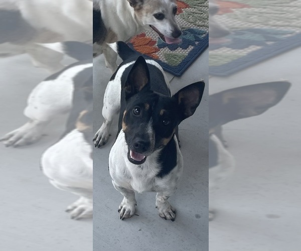 Medium Photo #35  Breeder Profile in WHITAKERS, NC, USA