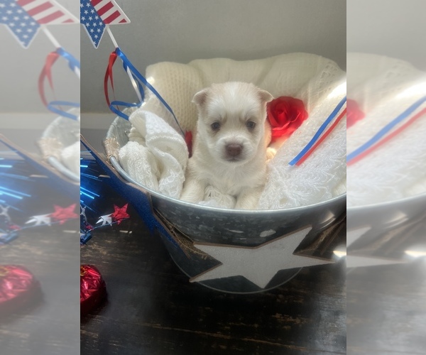 Medium Photo #1  Breeder Profile in ROCKFORD, IL, USA