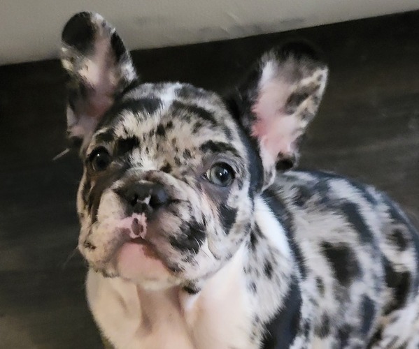 Medium Photo #1  Breeder Profile in EL CAJON, CA, USA