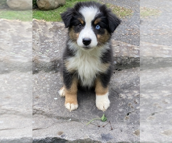 Medium Photo #10  Breeder Profile in BETHANY, CT, USA