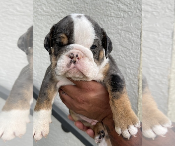 Medium Photo #1  Breeder Profile in BRANDON, FL, USA