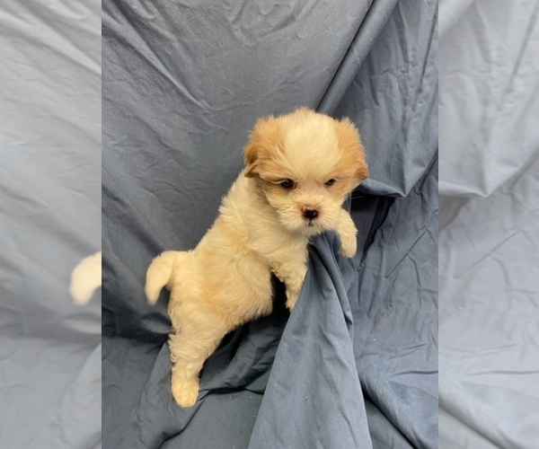 Medium Photo #13  Breeder Profile in HENNIKER, NH, USA