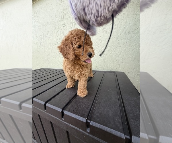 Medium Photo #12  Breeder Profile in BOYNTON BEACH, FL, USA