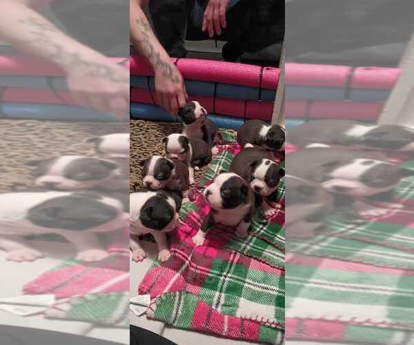 Medium Photo #1  Breeder Profile in SEBRING, FL, USA